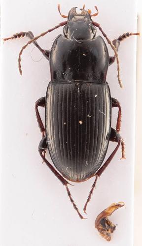 Pterostichus abaxoides